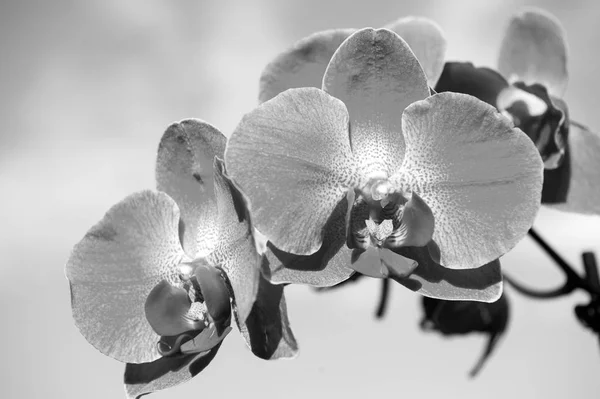 Orquídea flor rosa — Foto de Stock