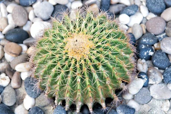 Kaktus rośnie na tle żwirkowa — Zdjęcie stockowe