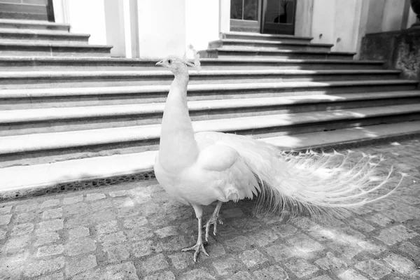 Pavões brancos são penas de cauda espalhadas — Fotografia de Stock