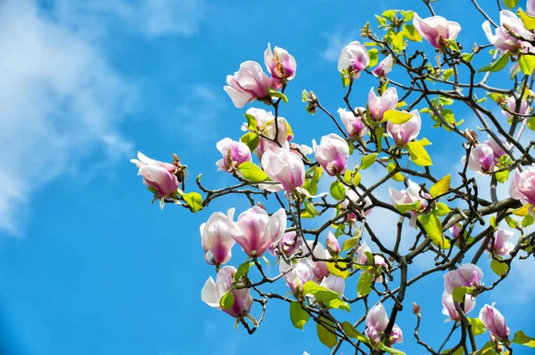 Tavaszi virága, a természet, a szépsége — Stock Fotó