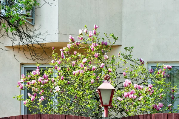 Magnolia árbol floreciendo con flores en el patio de la casa en primavera —  Fotos de Stock