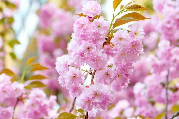 Sakura flowers with pink petals in spring — Stock Photo, Image