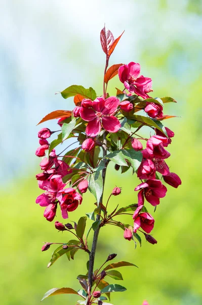 Oddział z czerwonych kwiatów kwitnących na słoneczny dzień — Zdjęcie stockowe