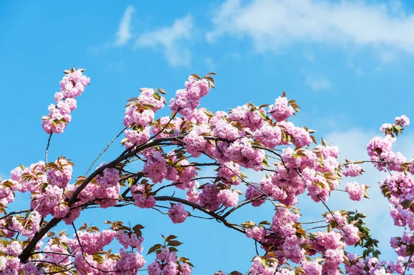 Flowering cherry on background of blue sky on sunny day — Stock Photo, Image