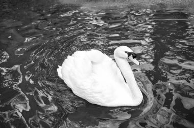 Kuğu kuş beyaz tüy ve Gaga yüzmek göl