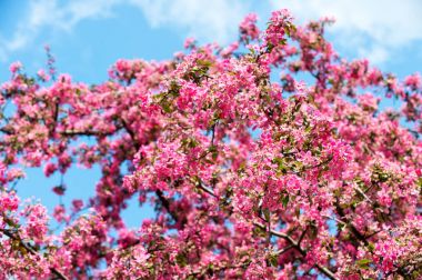 Çiçek çiçek mavi gökyüzü üzerinde ağaç üzerinde