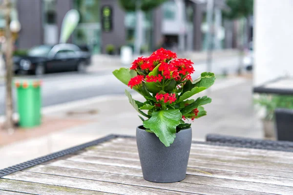 Flor florescendo em vaso na mesa ao ar livre em Hamburgo, Alemanha — Fotografia de Stock