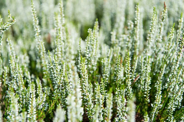 Flowers with white blossom with green leaves on field — Stock Photo, Image