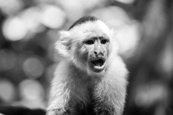 Macaco descansando na floresta tropical de Honduras — Fotografia de Stock