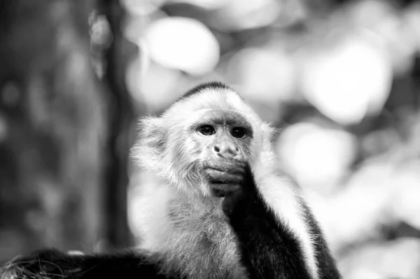 Primata na selva no dia ensolarado — Fotografia de Stock