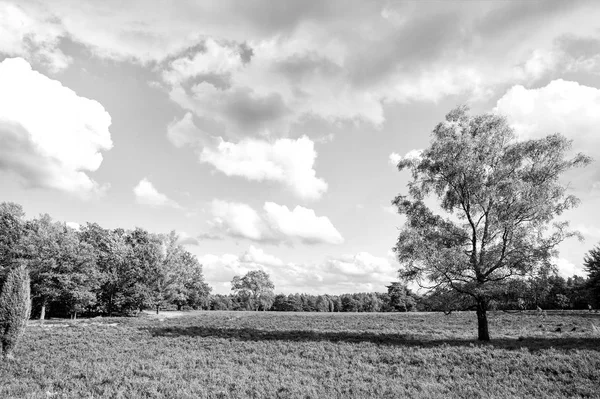 Heathland con brezo común floreciente — Foto de Stock