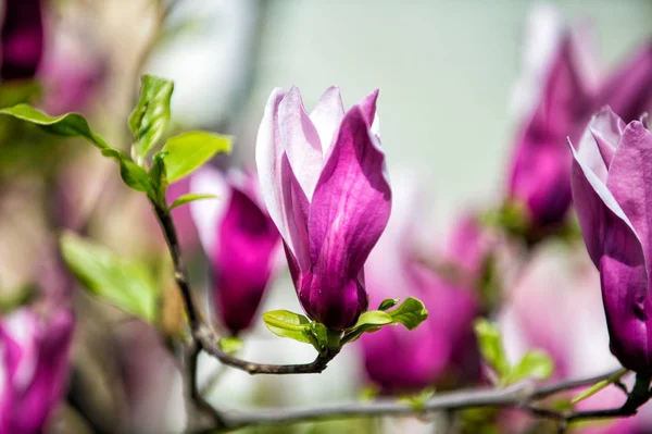 Blossoming magnolia branch with purple flowers on blurred background — Stock Photo, Image
