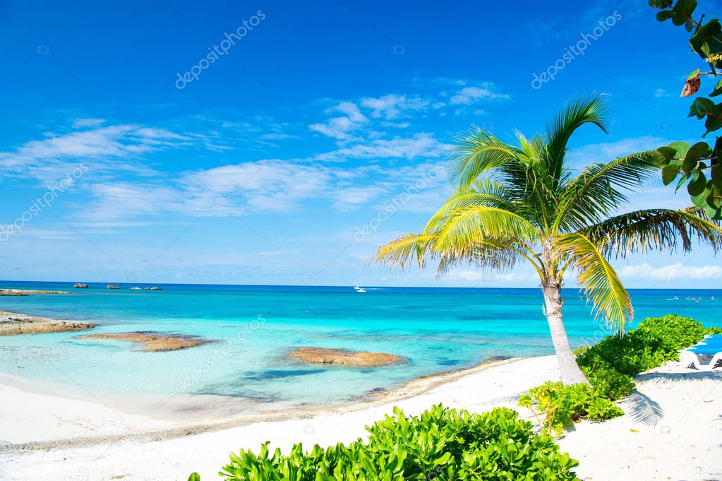 Palm tree, blue sea, sky in Great Stirrup Cay, Bahamas