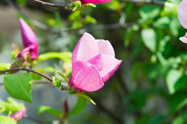 Güzel hafif pembe veya mor Manolya ağacı çiçek açan çiçekler ile