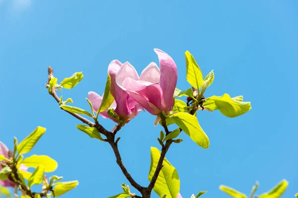 Bloom of magnolia tree on blue sky — Stock Photo, Image