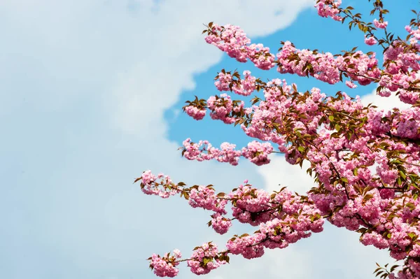 Sakura tree in blossom on blue sky — Stock Photo, Image