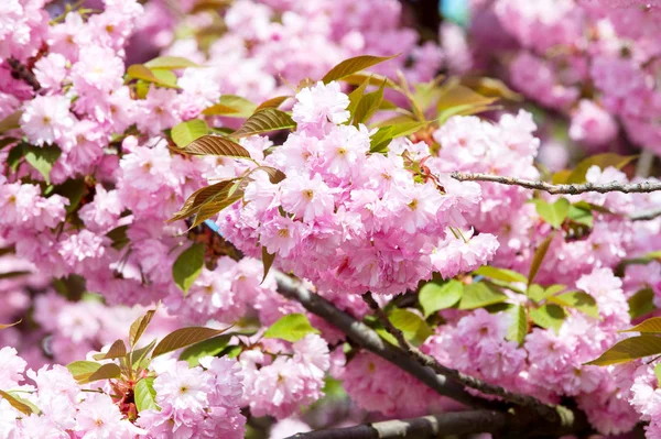 Körsbärsträdet blommande solig dag på blommig bakgrund — Stockfoto