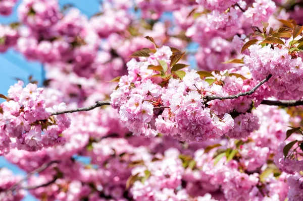 Sakura säsong koncept — Stockfoto