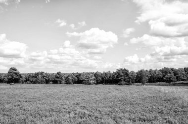 Çiçekli ortak heather ile araziler