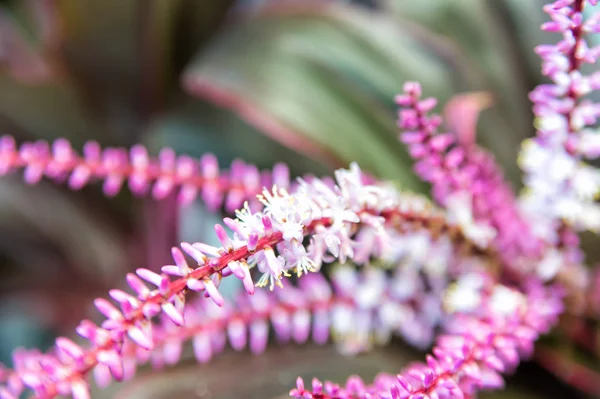 Tak met roze bloesem, lente. Bloemen bloeien op natuurlijke achtergrond. Bloesem, bloei, bloei. Lente, lente, zomer. Natuur, plant, milieu — Stockfoto