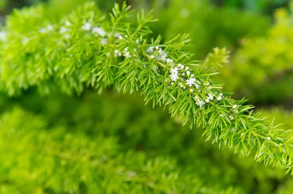 Λουλούδια ανθίζουν με πράσινα φύλλα στο φυσικό υπόβαθρο. Υποκατάστημα με λευκό άνθος, την άνοιξη. Άνθος, ανθοφορία. Άνοιξη, άνοιξη, καλοκαίρι. Φύση, φυτό, περιβάλλον — Φωτογραφία Αρχείου