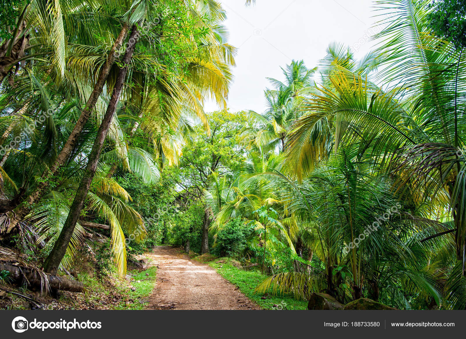 Jungle, rainforest, forest. Path in jungle of devils island, french ...