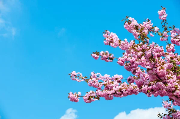 Cherry flowers blossoming in spring — Stock Photo, Image