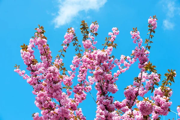 Branches with cherry sakura blossom on blue sky — Stock Photo, Image