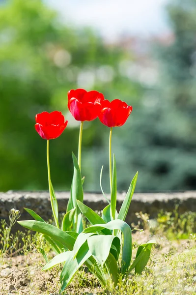 Rote schöne Tulpenwiese im Frühling mit Sonnenlicht — Stockfoto