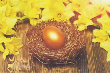 Geleneksel Paskalya altın yumurtası yuvada, bahar sarısı narsisli çiçek