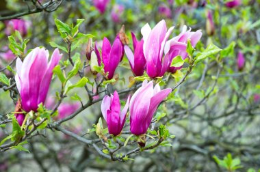 Yeni hayat, büyüme