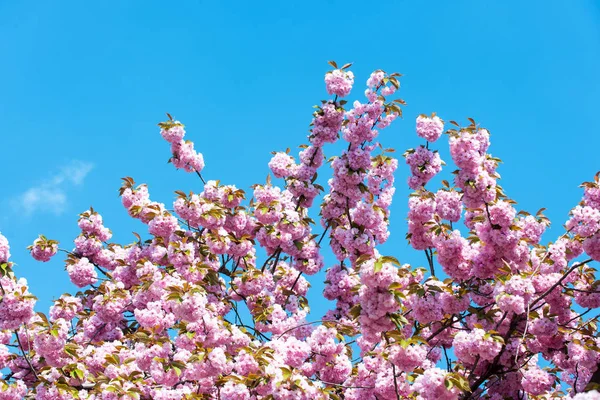 Frühlingsblüte mit blauem Himmel und rosa Blumen — Stockfoto