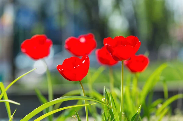 Erstaunliches Naturkonzept roter Tulpen, die unter Sonnenlicht blühen — Stockfoto