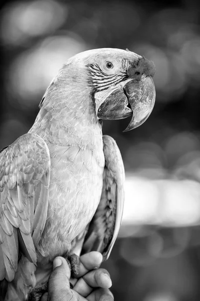 Ara papagaio, bonito bonito pássaro engraçado arara — Fotografia de Stock