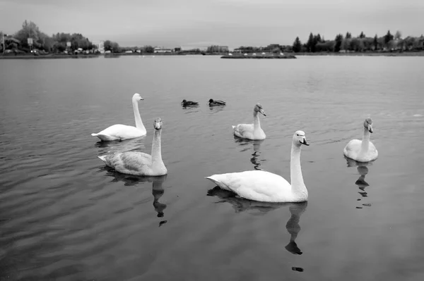 Swan, anka fåglar på damm vatten i Reykjavik, Island — Stockfoto