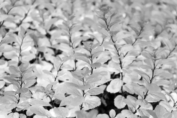 Plant with colorful leaves in Reykjavik, Iceland — Stock Photo, Image