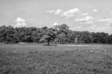 Çiçekli ortak heather ile araziler