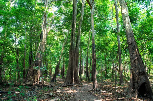 Tropical rainforest in in manaus, brazil. Trees with green leaves in jungle. Summer forest on natural landscape. Nature environment and ecology concept