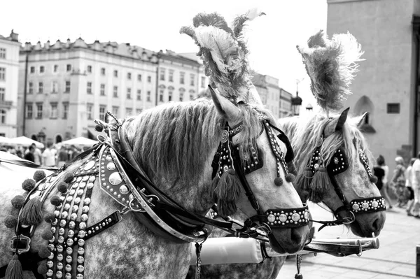Pferde im Geschirr mit Federschmuck, Pompon in Krakau, Pola — Stockfoto