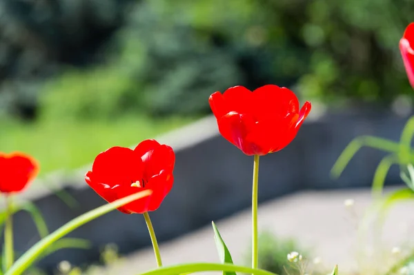 Tulpen mit roten Blütenblättern blühen an sonnigen Tagen — Stockfoto