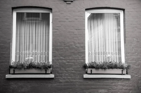 Dos ventanas con flores en macetas en la pared de ladrillo rojo —  Fotos de Stock