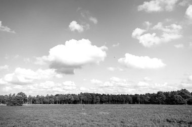 Çiçekli ortak heather ile araziler