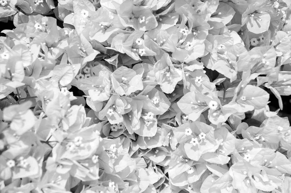 Fiore o fiore bianco nella giornata di sole su sfondo floreale — Foto Stock