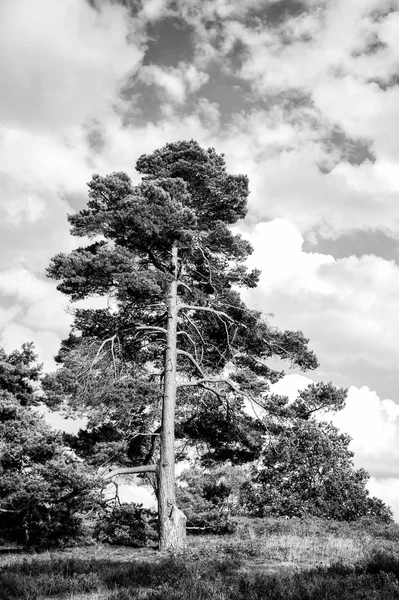 Groene fir naaldboom op zonnige dag op natuurlijke landschap — Stockfoto