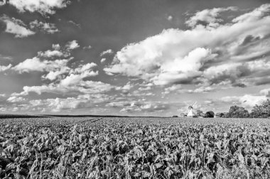 Hollanda yel değirmeni manzara