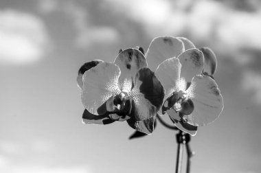 Orkide çiçek mavi gökyüzü arka plan üzerinde pembe. Phalaenopsis orkide çiçek. Çiçek arka plan.