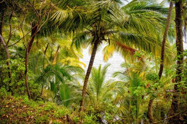 Şeytan Adası, Fransız Gine orman orman. Yeşil palmiye ağaçları denizde yan ile yağmur ormanları. Doğa çevre ve ekoloji. Tropic yaz tatili