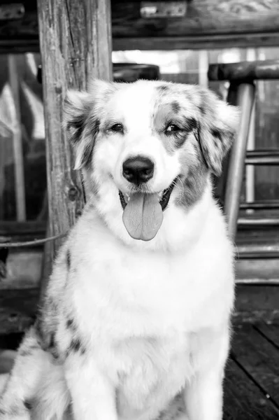 Ahşap Zemin Üzerinde Beyaz Kahverengi Siyah Saçlı Köpek Yavrusu Key — Stok fotoğraf