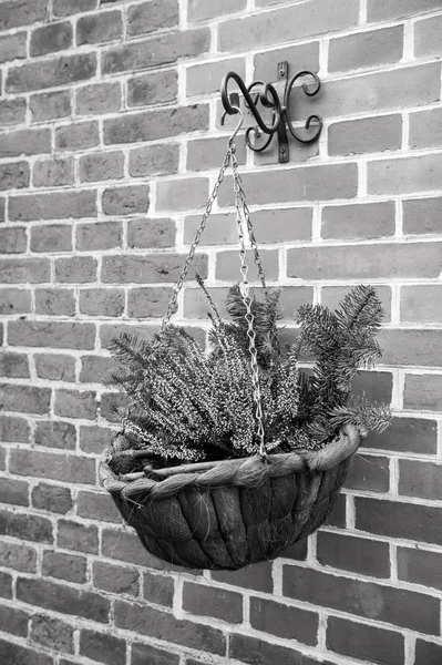 Cachepot ou vaso de flores na parede de tijolo vermelho — Fotografia de Stock