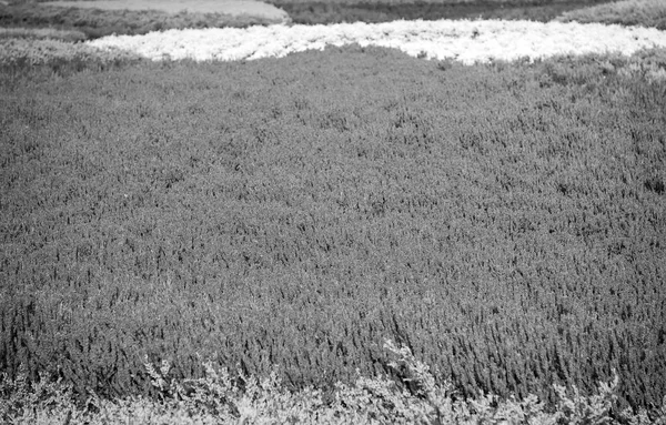 Lavendel bloem bloeiende veld — Stockfoto